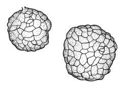 Bryum duriusculum, tubers. Drawn from W. Bell 699, CHR 515291. 
 Image: R.C. Wagstaff © Landcare Research 2015 
